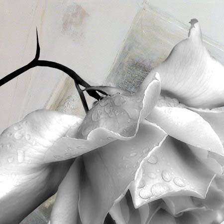 la rose
