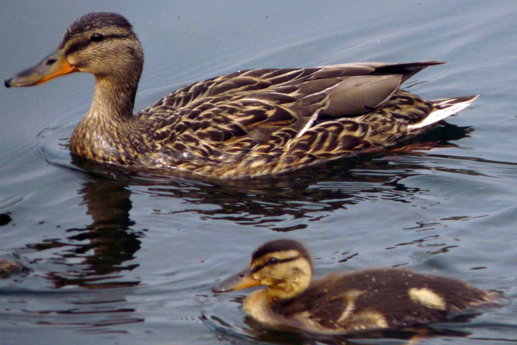 photo de canard
